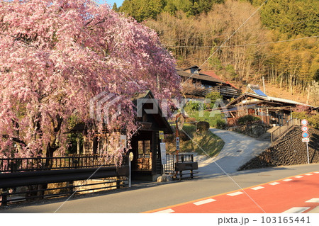 檜原村人里のバス停の垂れ桜 檜原村人里のバス停の垂れ桜 103165441