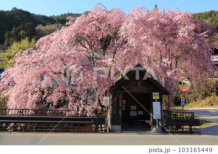 檜原村人里のバス停の垂れ桜 檜原村人里のバス停の垂れ桜 103165449