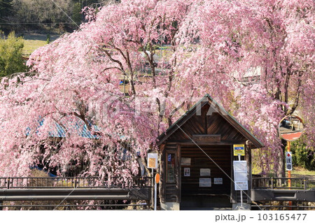 檜原村人里のバス停の垂れ桜 103165477