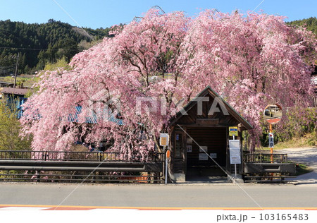 檜原村人里のバス停の垂れ桜 103165483