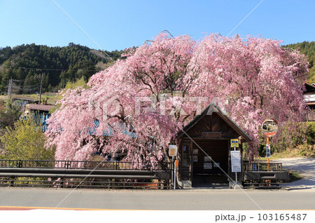 檜原村人里のバス停の垂れ桜 檜原村人里のバス停の垂れ桜 103165487