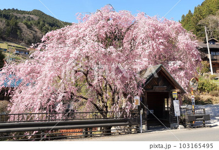 檜原村人里のバス停の垂れ桜 檜原村人里のバス停の垂れ桜 103165495