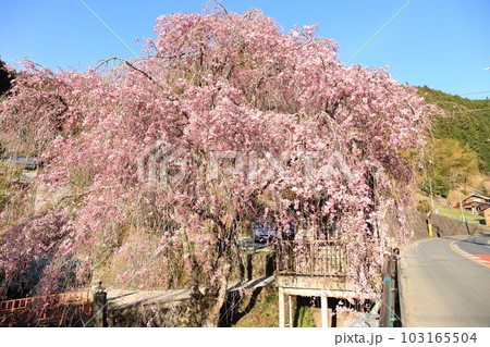 檜原村人里のバス停の垂れ桜 檜原村人里のバス停の垂れ桜 103165504