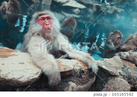 温泉に入浴する猿 103165592