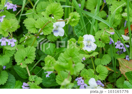 岩手大学農学部に咲くマルバスミレとカキドウシの群落 103165776