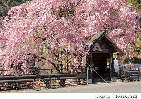 檜原村人里のバス停の垂れ桜と自転車 103165812