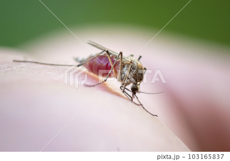 A mosquito has landed on a person's skin, bites the skin and drinks the blood of a person, close-up 103165837