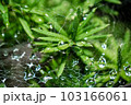 雨上がりの水滴が光る蜘蛛の巣と緑の葉 103166061