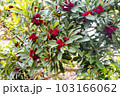 赤色の実が生っている木 103166062