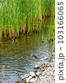 魚が泳いでいる緑の植物が生えた川 103166065