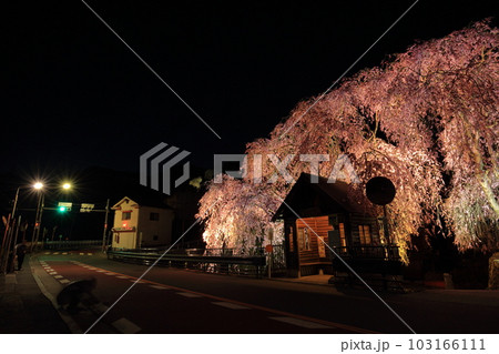 檜原村人里のバス停の垂れ桜　夜景 103166111