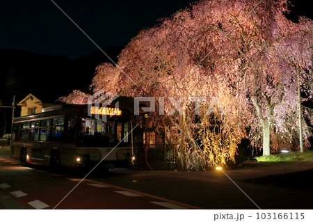 檜原村人里のバス停の垂れ桜　夜景 103166115