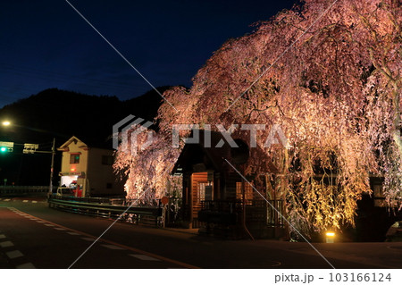檜原村人里のバス停の垂れ桜　夜景 103166124