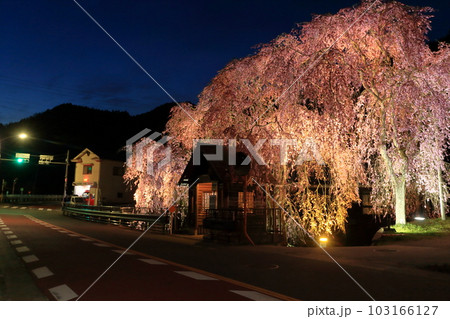 檜原村人里のバス停の垂れ桜 夜景 檜原村人里のバス停の垂れ桜 夜景 103166127