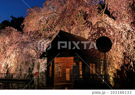 檜原村人里のバス停の垂れ桜　夜景 103166133