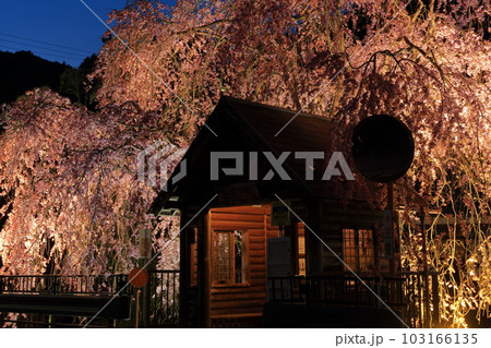 檜原村人里のバス停の垂れ桜 夜景 檜原村人里のバス停の垂れ桜 夜景 103166135