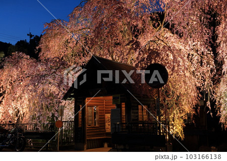 檜原村人里のバス停の垂れ桜　夜景 103166138