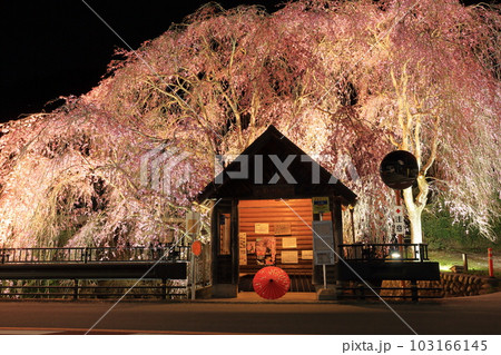 檜原村人里のバス停の垂れ桜　夜景 103166145