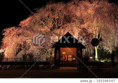 檜原村人里のバス停の垂れ桜　夜景 103166147