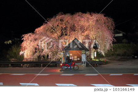 檜原村人里のバス停の垂れ桜　夜景 103166149