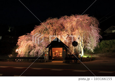 檜原村人里のバス停の垂れ桜 夜景 檜原村人里のバス停の垂れ桜 夜景 103166155