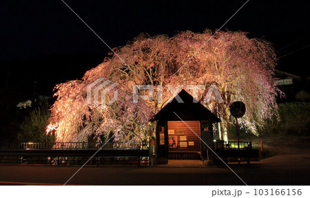 檜原村人里のバス停の垂れ桜　夜景 103166156