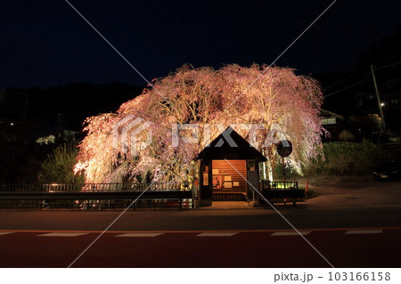 檜原村人里のバス停の垂れ桜　夜景 103166158