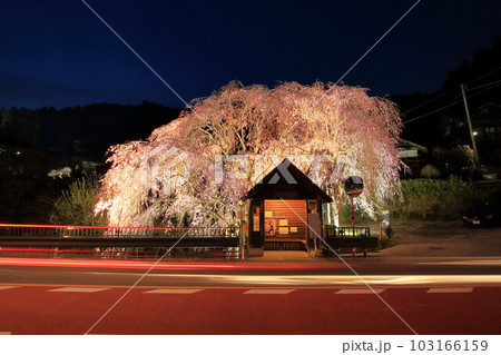 檜原村人里のバス停の垂れ桜　夜景 103166159