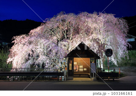 檜原村人里のバス停の垂れ桜　夜景 103166161