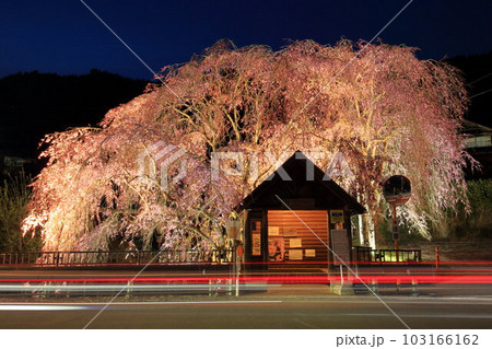 檜原村人里のバス停の垂れ桜　夜景 103166162