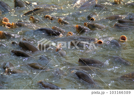 水面に浮かぶ魚の群れ 池 水面に浮かぶ魚の群れ 池 103166389