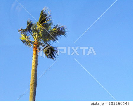 風に吹かれる1本の南国の木 風に吹かれる1本の南国の木 103166542
