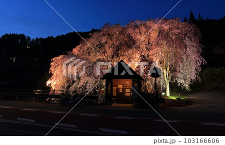 檜原村人里のバス停の垂れ桜　 103166606