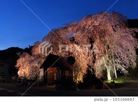 檜原村人里のバス停の垂れ桜　 103166607