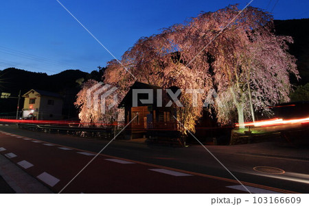 檜原村人里のバス停の垂れ桜　 103166609