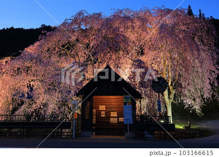檜原村人里のバス停の垂れ桜 檜原村人里のバス停の垂れ桜 103166615