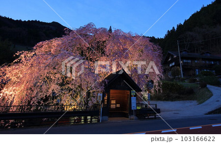 檜原村人里のバス停の垂れ桜　 103166622