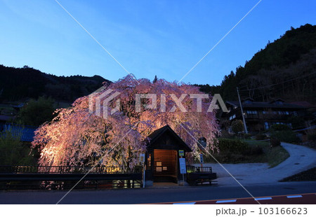 檜原村人里のバス停の垂れ桜　 103166623