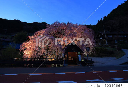 檜原村人里のバス停の垂れ桜　 103166624