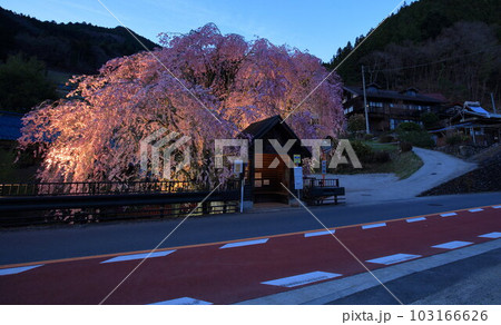 檜原村人里のバス停の垂れ桜　 103166626