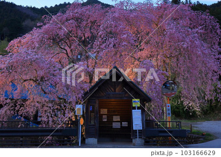 檜原村人里のバス停の垂れ桜 檜原村人里のバス停の垂れ桜 103166629
