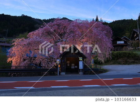 檜原村人里のバス停の垂れ桜　 103166633