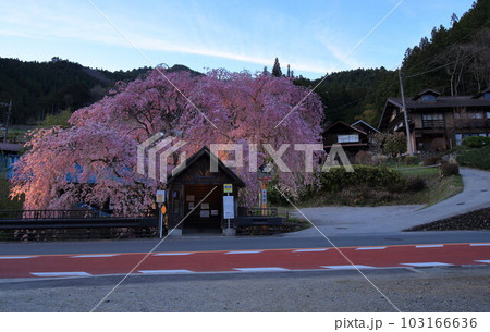 檜原村人里のバス停の垂れ桜 檜原村人里のバス停の垂れ桜 103166636