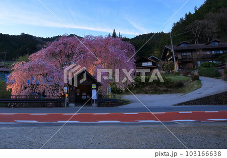 檜原村人里のバス停の垂れ桜　 103166638