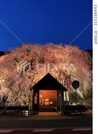 檜原村人里のバス停の垂れ桜　 103166643
