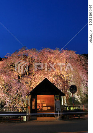 檜原村人里のバス停の垂れ桜　 103166644