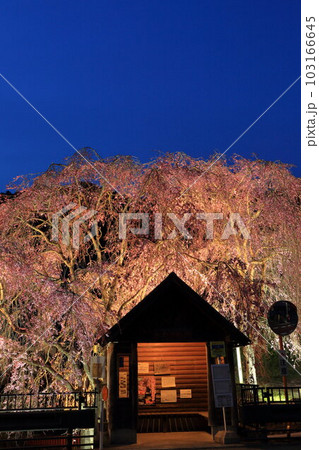 檜原村人里のバス停の垂れ桜　 103166645