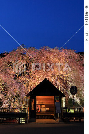 檜原村人里のバス停の垂れ桜　 103166646