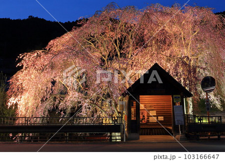 檜原村人里のバス停の垂れ桜 檜原村人里のバス停の垂れ桜 103166647