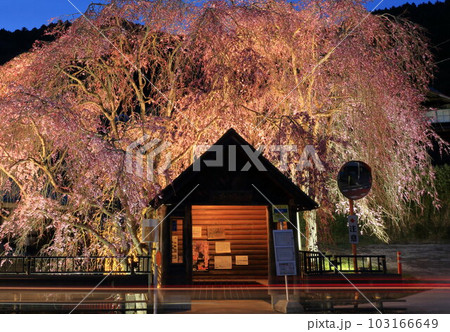 檜原村人里のバス停の垂れ桜 檜原村人里のバス停の垂れ桜 103166649